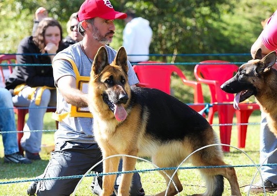 Exposição de Cães